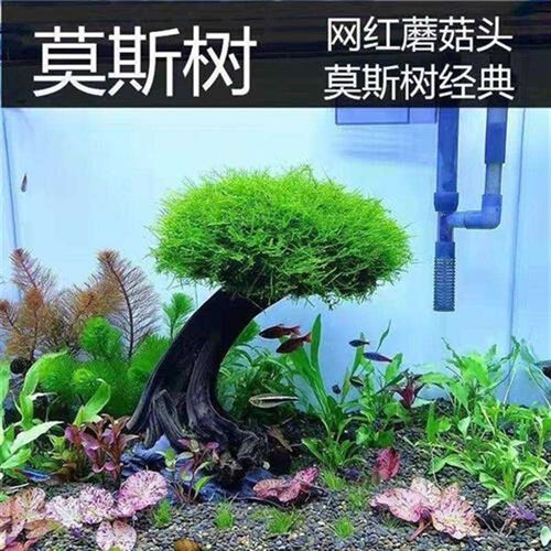莫斯树鱼缸d树真树沉木水草懒人造景无需底沙大蘑菇头鱼缸造景摆