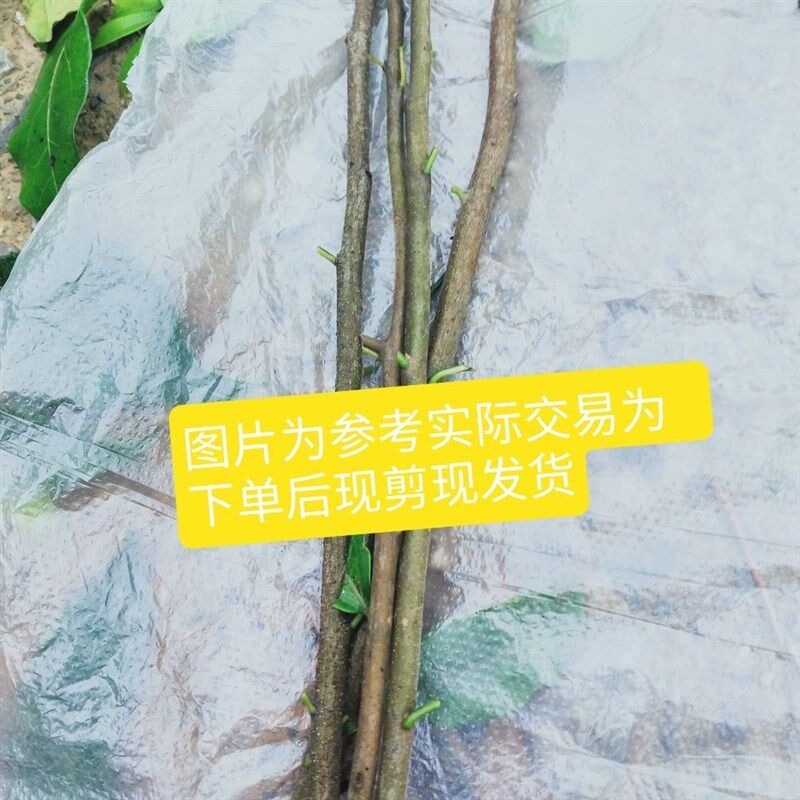 金弹子嫁接枝条盆栽母苗四川中国