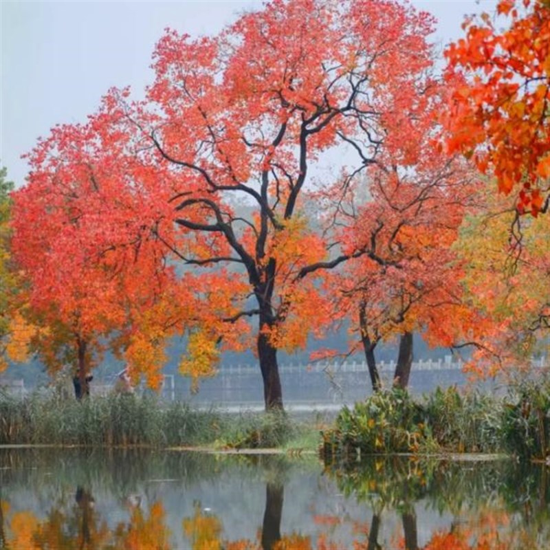 乌桕树苗彩叶f乌桕树庭院别墅耐寒大型行道景观绿化植物工程风景