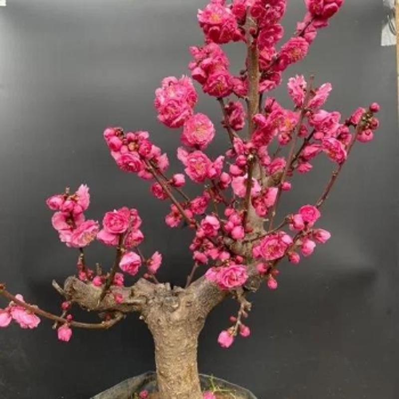 精品老桩丰厚梅重瓣大花朵红梅梅花盆景耐寒室内外植物花卉盆栽