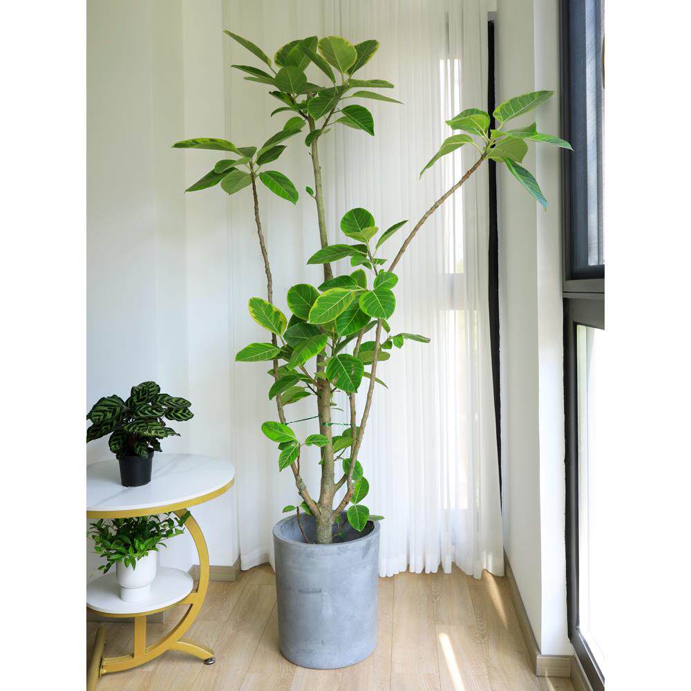 植黄1001金榕盆栽花橡皮榕树富贵绿植大叶型室内办公室客厅阳台物