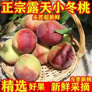 沂蒙山小冬桃新鲜水果脆桃脆毛桃当季蜜桃青皮冬桃脆甜顺丰