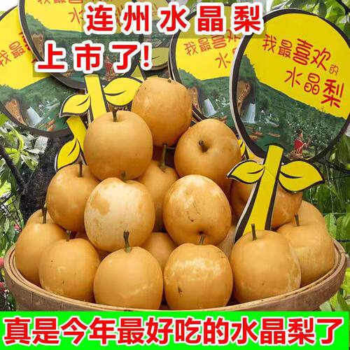 连州水晶梨潭岭水晶梨脆冠梨农家新鲜现摘现发翠冠梨当季水果时令