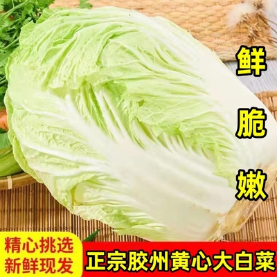 胶州大白菜山东特产新鲜黄心蔬菜