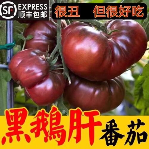 黑马蹄番茄山东寿光农家自种
