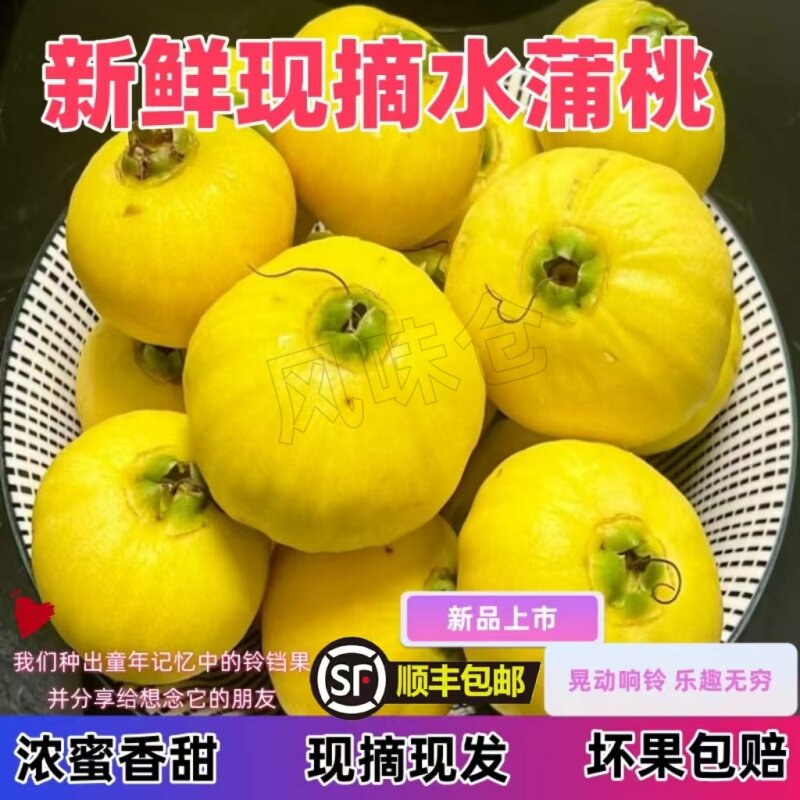 顺丰现摘水蒲桃新鲜水果叮当果水葡萄铃铛果蒲桃自种优质水果现货
