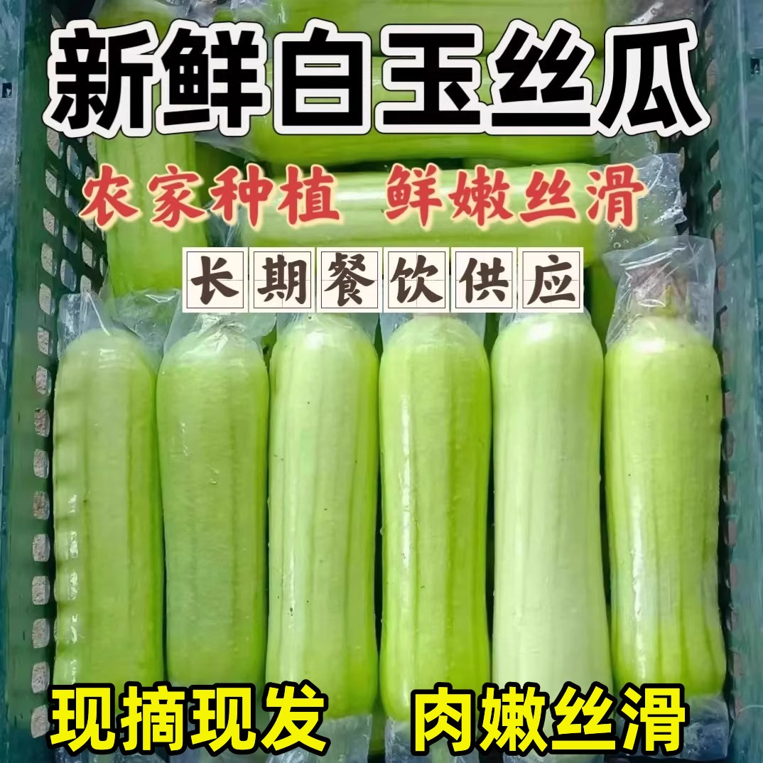 湖南特产白玉丝瓜农家蔬菜鲜嫩