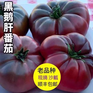 山东寿光特产老品种西红柿黑鹅肝番茄沙瓤牛排大柿子新鲜现摘顺丰
