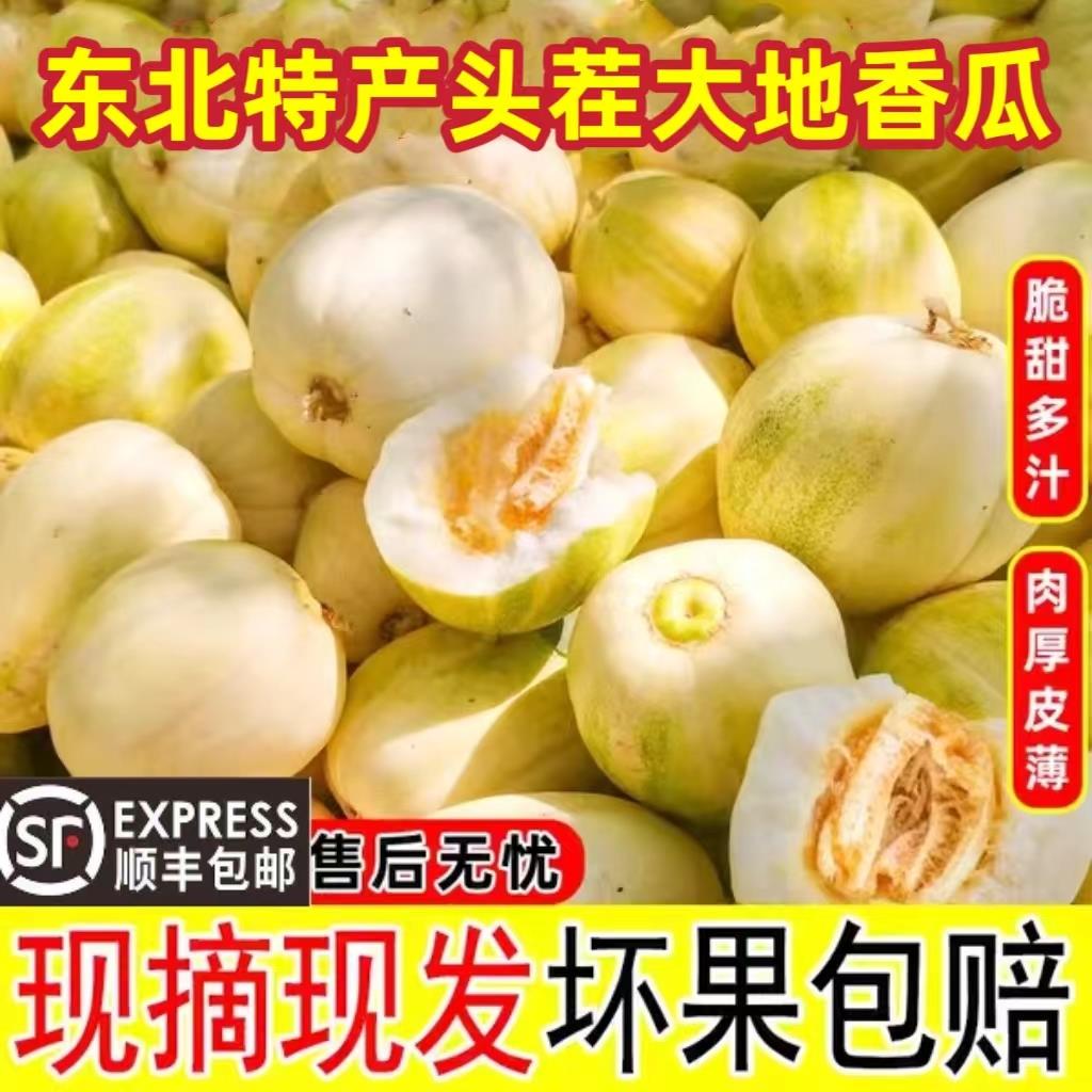 正宗香瓜2025新货东北特产