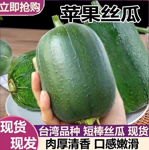 现摘苹果丝瓜新鲜短棒台湾品种农