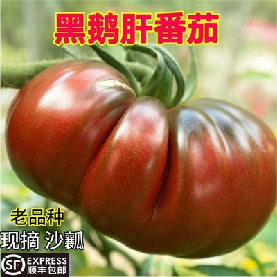 山东寿光黑鹅肝番茄新鲜马蹄丑番茄农家自种自然熟沙瓤西红柿蔬菜