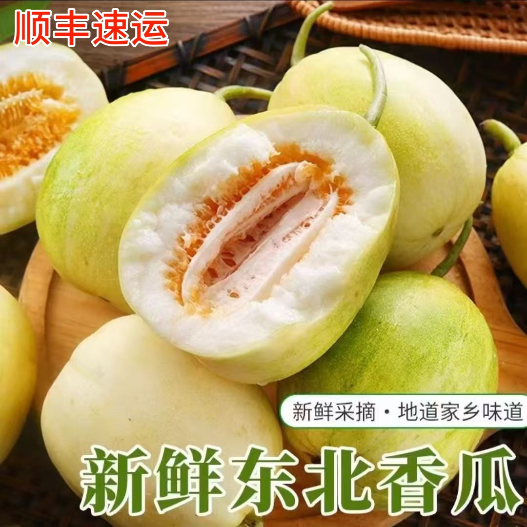 老品种特产京密东北甜香瓜
