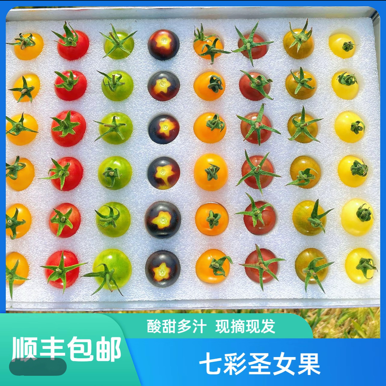顺丰新鲜彩色小番茄圣女果混合装七彩七色圣女果酸甜多汁现摘现发,水产肉类/新鲜蔬果/熟食,番茄,淘宝优惠券,粉丝福利购,淘宝优惠卷