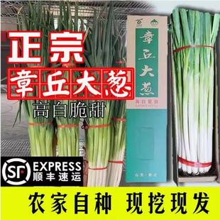 正宗山东章丘大葱精品新鲜5斤生吃铁杆甜葱脆口礼盒
