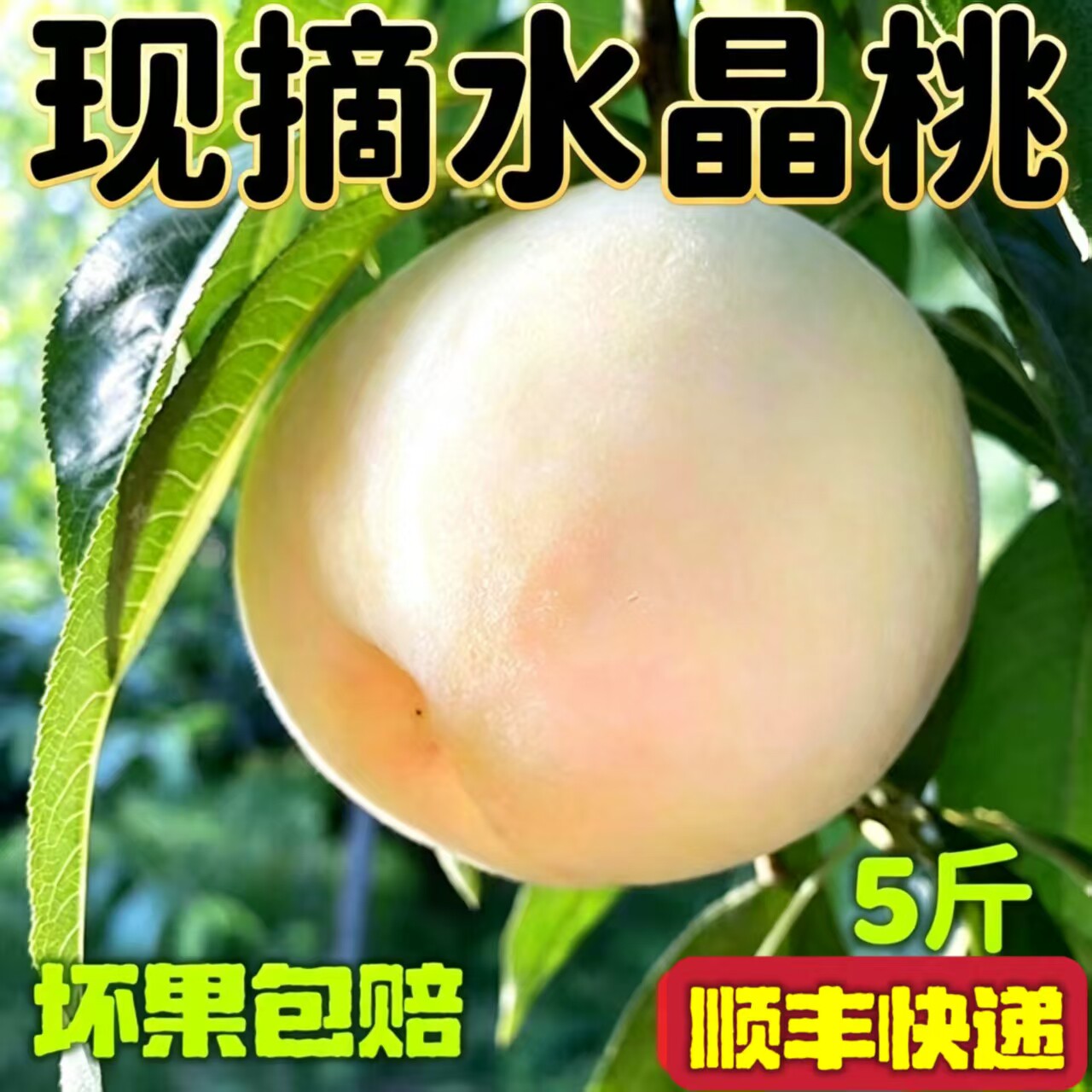 顺丰蒙阴奶油大白桃当季水蜜桃脆甜桃白毛桃非白凤桃新鲜水果整箱