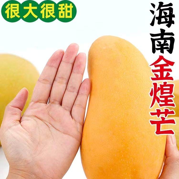 大金煌芒树上熟正宗海南