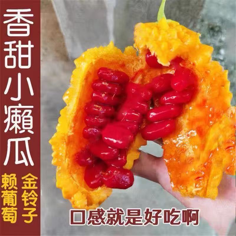 罕见金铃子新鲜水果赖葡萄鲜果现摘金癞刺濑瓜小苦瓜红娘果小癞瓜