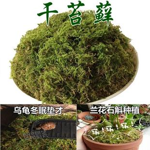 饰 仿真青苔植物苔藓假草护盆草绿色干草田园装 饰盆景盆栽铺面装