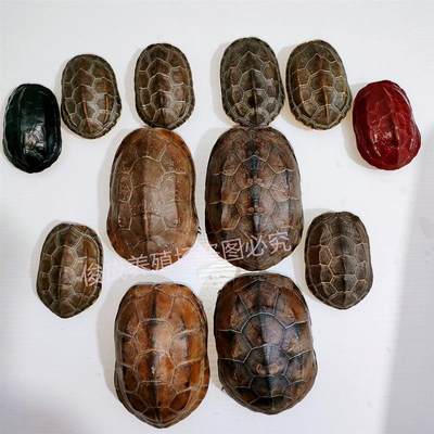 乌龟壳 龟甲大乌龟壳纯天然干净龟甲把玩摆件乌龟壳富龟壳