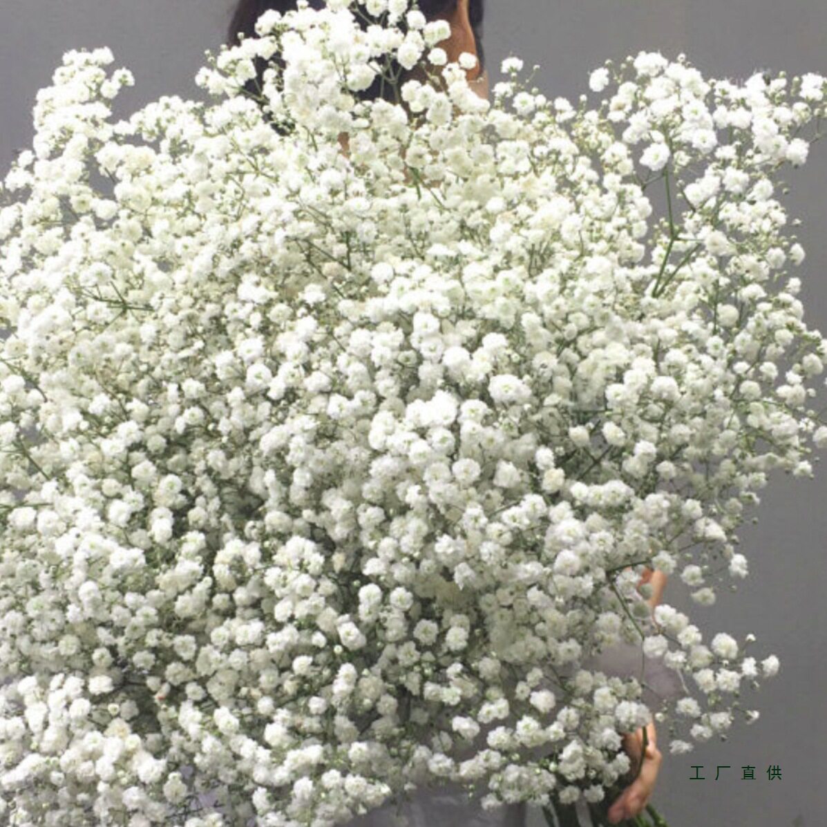 论斤称超大束满天星干花花束天然真花鲜花家用客厅装饰摆件带花瓶