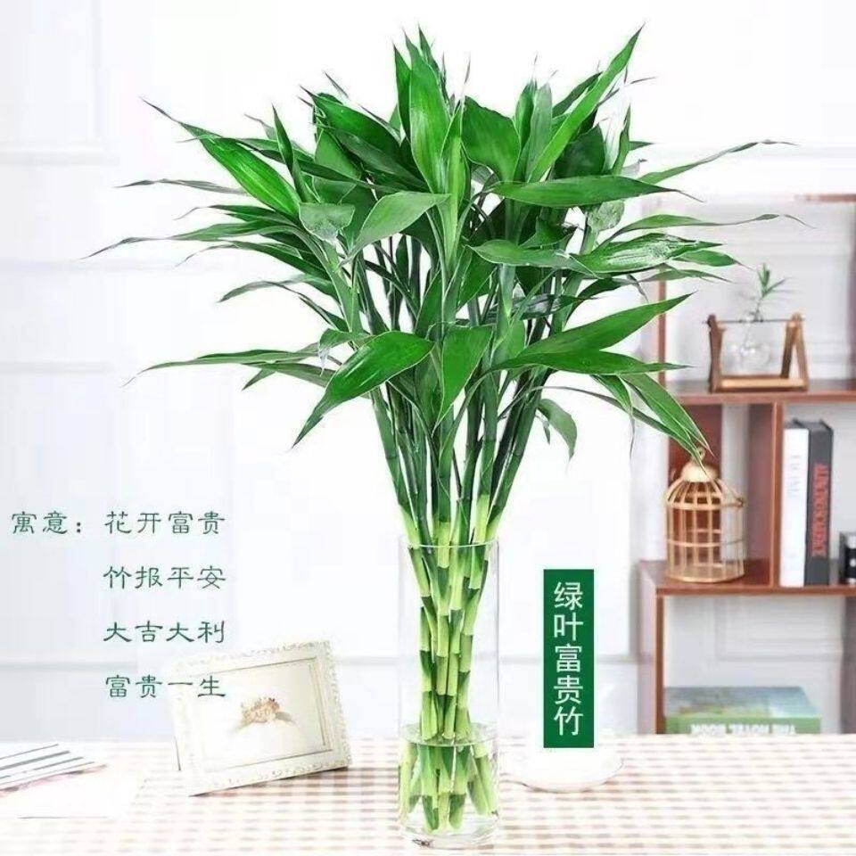 富贵竹花水养客厅带根须粗竹加粗主卧水培植物粗支大叶套装