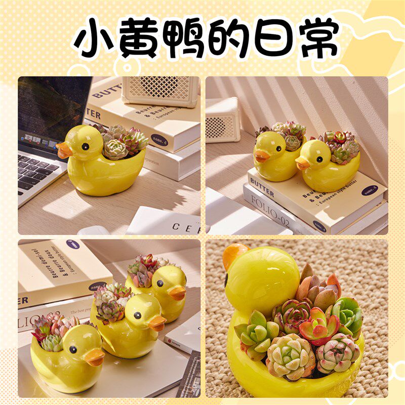 热销精品多肉植物组合小盆栽肉肉植物室内精致小花盆大颗好养花卉