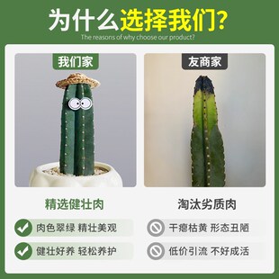 热销量天尺仙人柱带陶瓷花盆室内盆栽仙人掌多肉植物客厅办公桌面