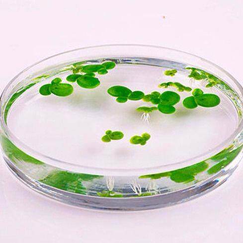 鱼缸饰品小浮萍浮性水草水藻水芙蓉槐叶萍水植物水葫芦蝴蝶萍