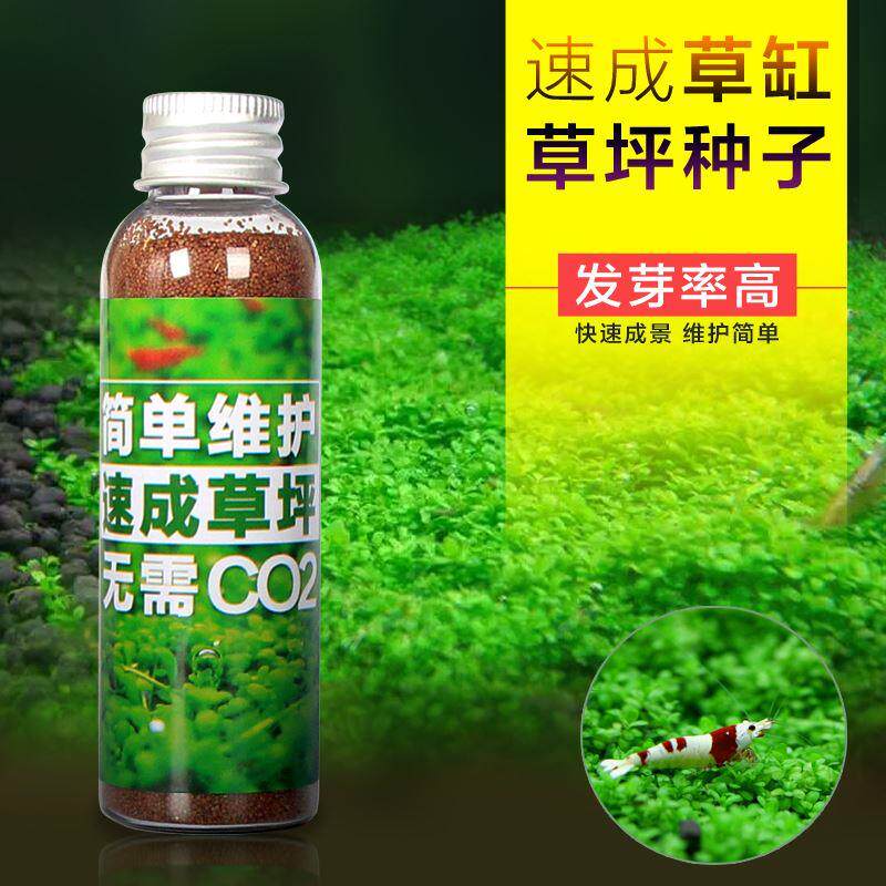 水藻鱼缸水草种籽造景淡水鱼缸种子四季鱼草种籽 鱼缸矮珍珠生态