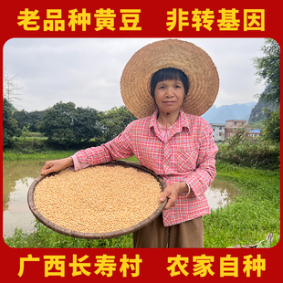 自种有机黑脐老品种本地黄豆适合打豆浆专用非转基因种子生发豆芽