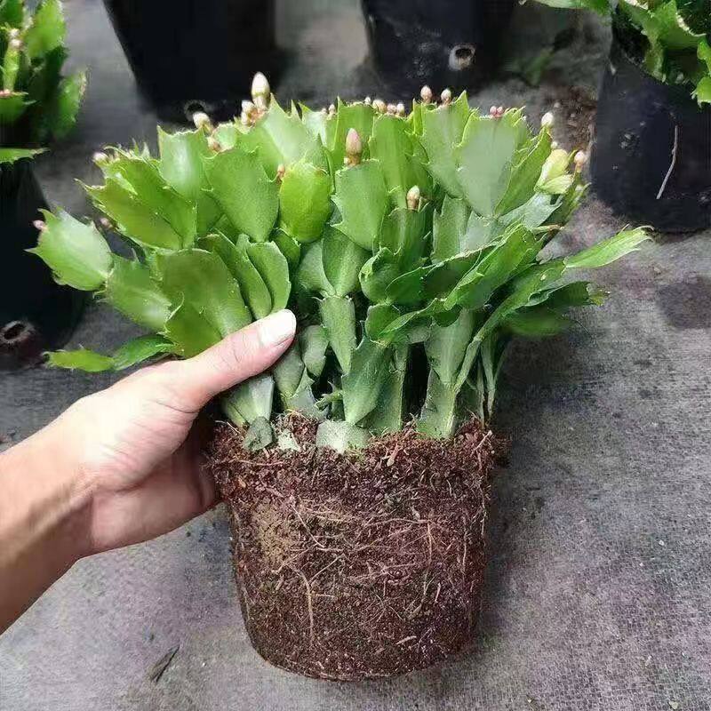 原盆原土带花苞重瓣蟹爪兰盆栽花卉室内阳台绿植年宵耐寒