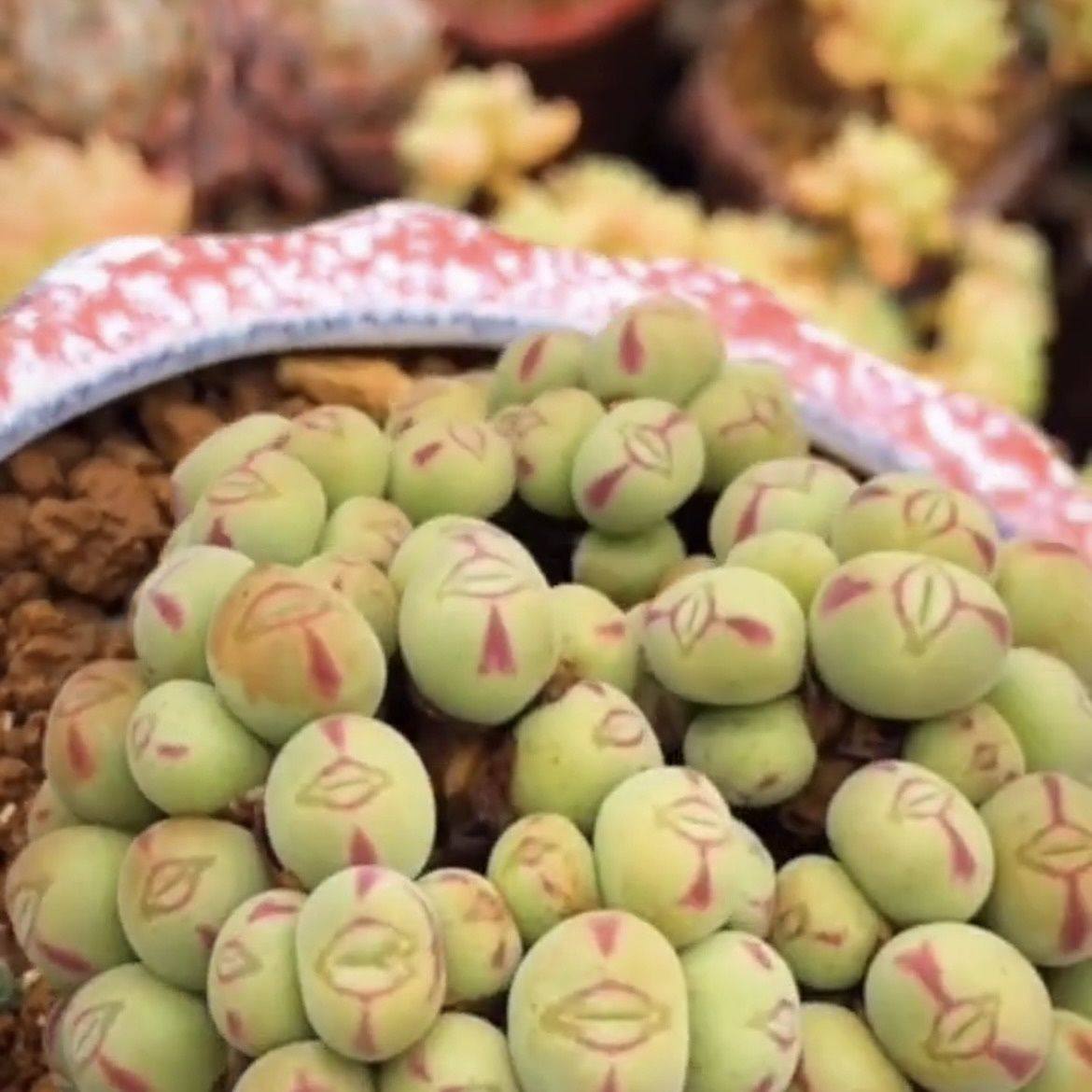 石花多肉植物彩色口笛群生多头肉锥室内阳台新款稀