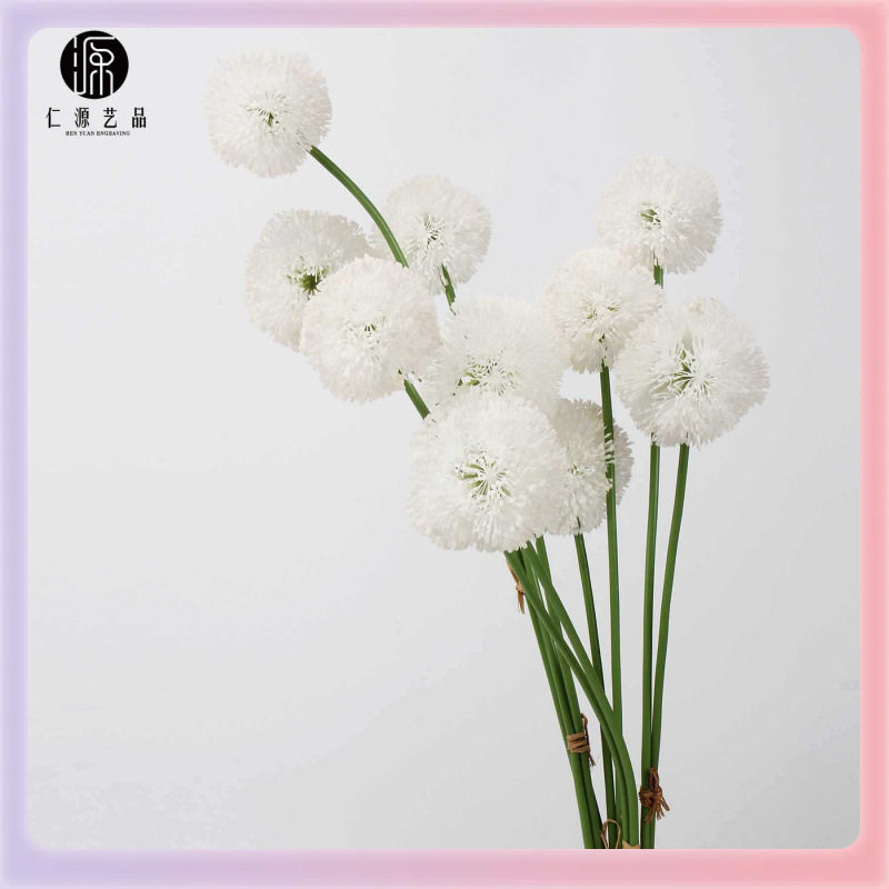 ◇工厂直销 花小葱球蒲公英葱花果实 插花配材植物花艺造景设