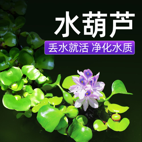 鱼缸水培植物水上浮萍水草鱼池水葫芦乌龟净化水质一叶莲鱼塘造景