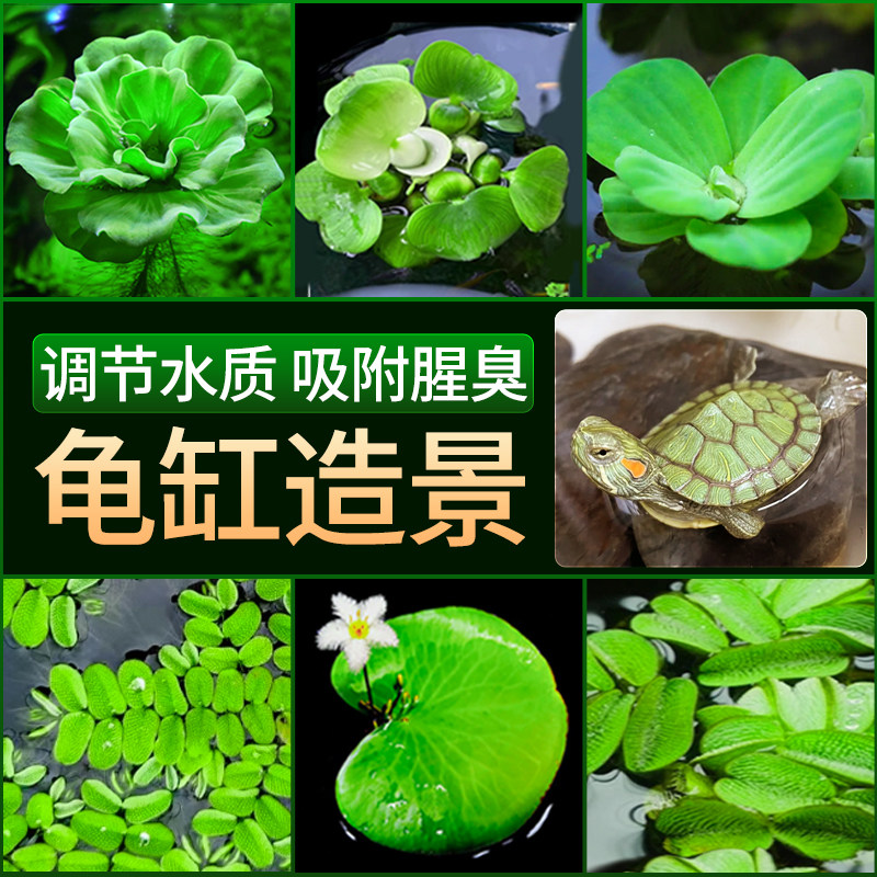 龟缸绿植乌龟缸造景乌龟水草养龟浮萍专用水葫芦水培植物净化水质图片