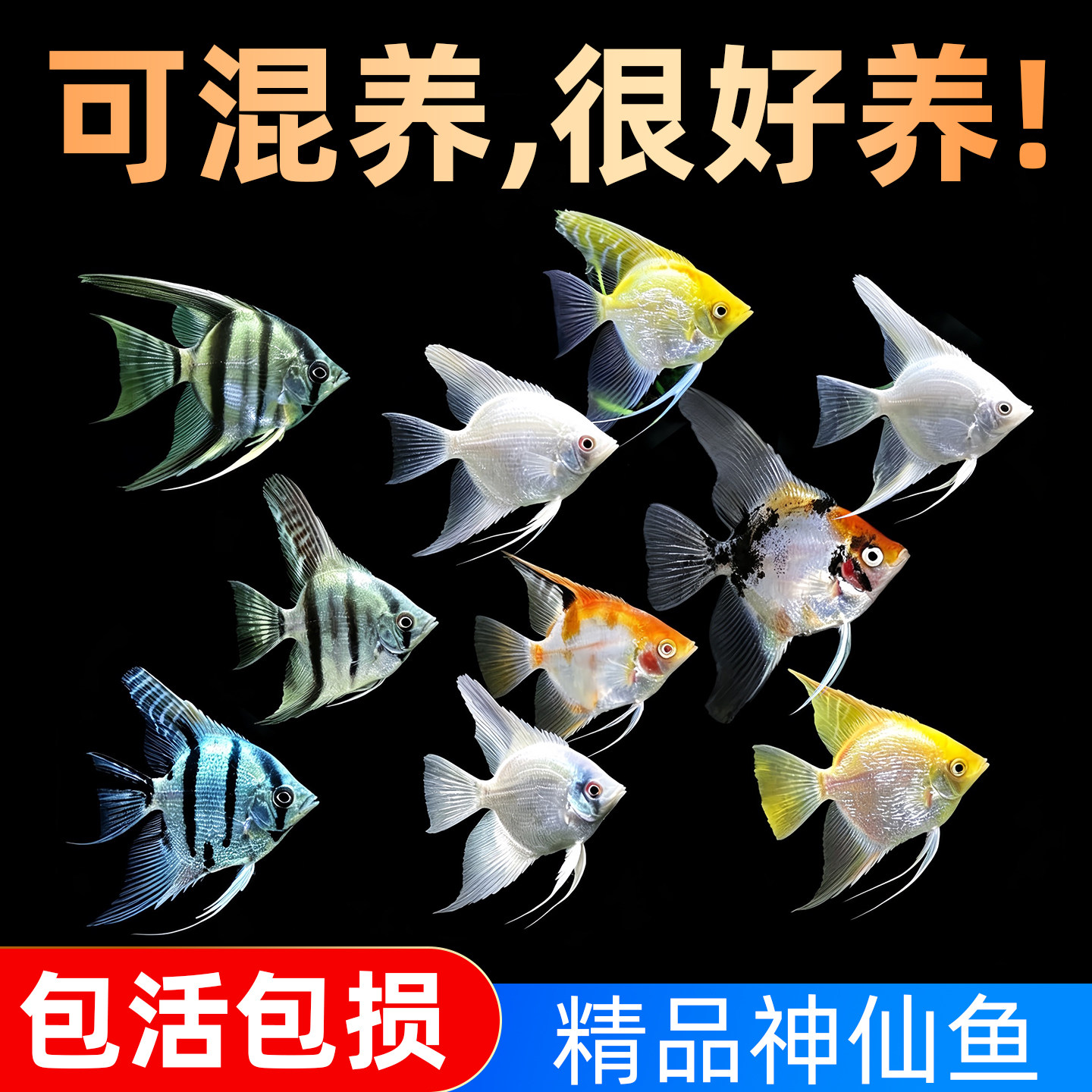 七彩神仙鱼燕鱼观赏鱼热带小型淡水好养耐活鱼苗秘鲁活鱼燕子鱼