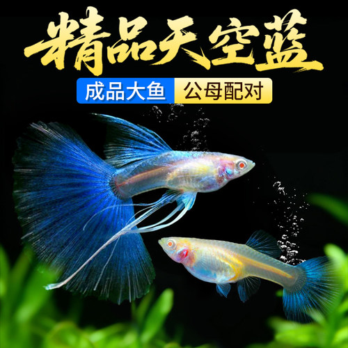 天空蓝孔雀鱼活观赏鱼冰蓝热带小型鱼活体鱼淡水好养耐活精品纯种