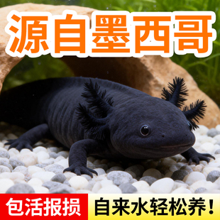 六角恐龙鱼蝾螈宠物活鱼冷水鱼美西螈淡水好养耐活金鱼锦鲤观赏鱼