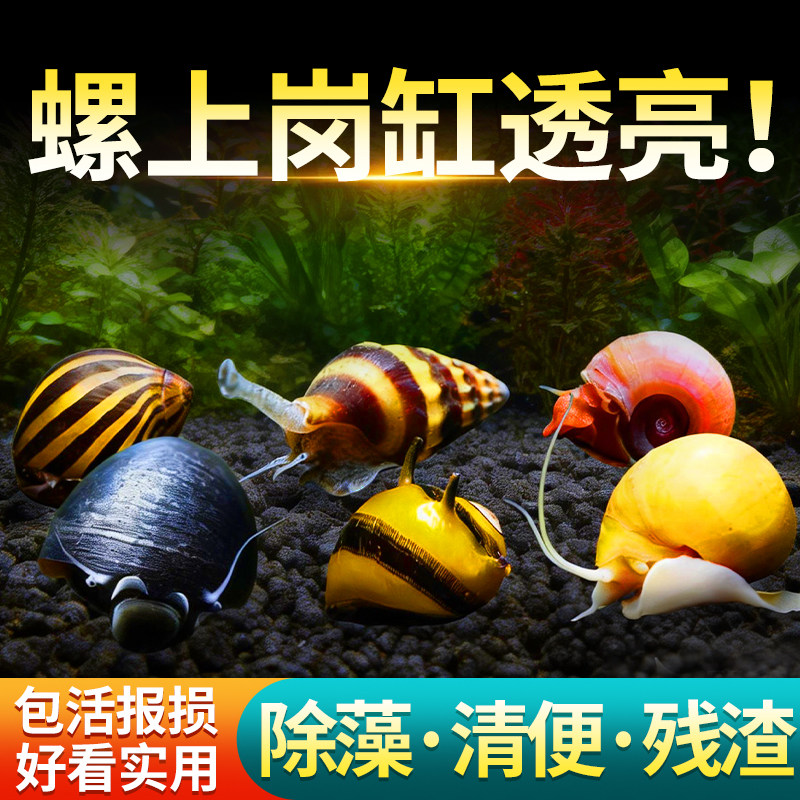 鱼缸苹果螺蜗牛黑金刚螺黄金螺斑马螺观赏除藻螺彩蛋杀手金刚螺,宠物/宠物食品及用品,螺,淘宝优惠券,粉丝福利购,淘宝优惠卷