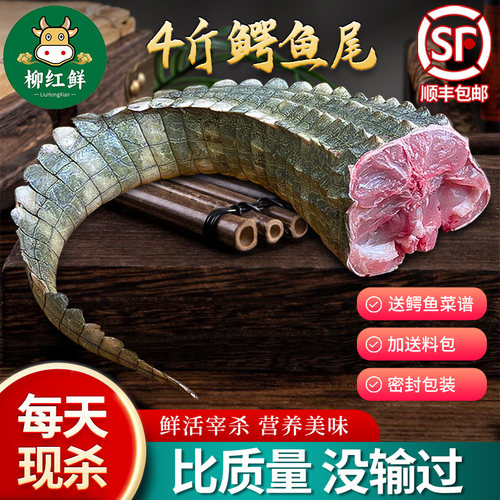 新鲜鳄鱼尾现杀4斤鳄鱼尾巴