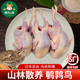 新鲜鹌鹑肉 特大鹌鹑冷冻鲜货活体现杀白条炖汤烧烤生骨肉3两1只
