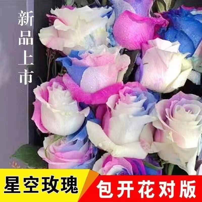 艾莎香水玫瑰花苗老桩月季盆栽四季开花阳台庭院绿植花卉好养易活-封面