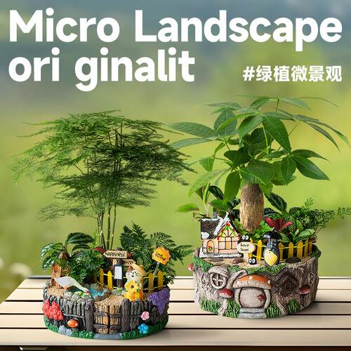 发LZ-20241财树盆景小植室内盆栽面文竹植物公创绿意可爱办室桌微