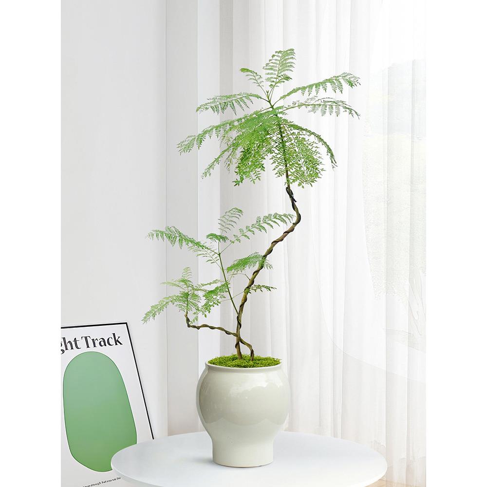 蓝花楹客厅绿植室办公室面好养小桩植内物真树苗玄关老桌造型盆景
