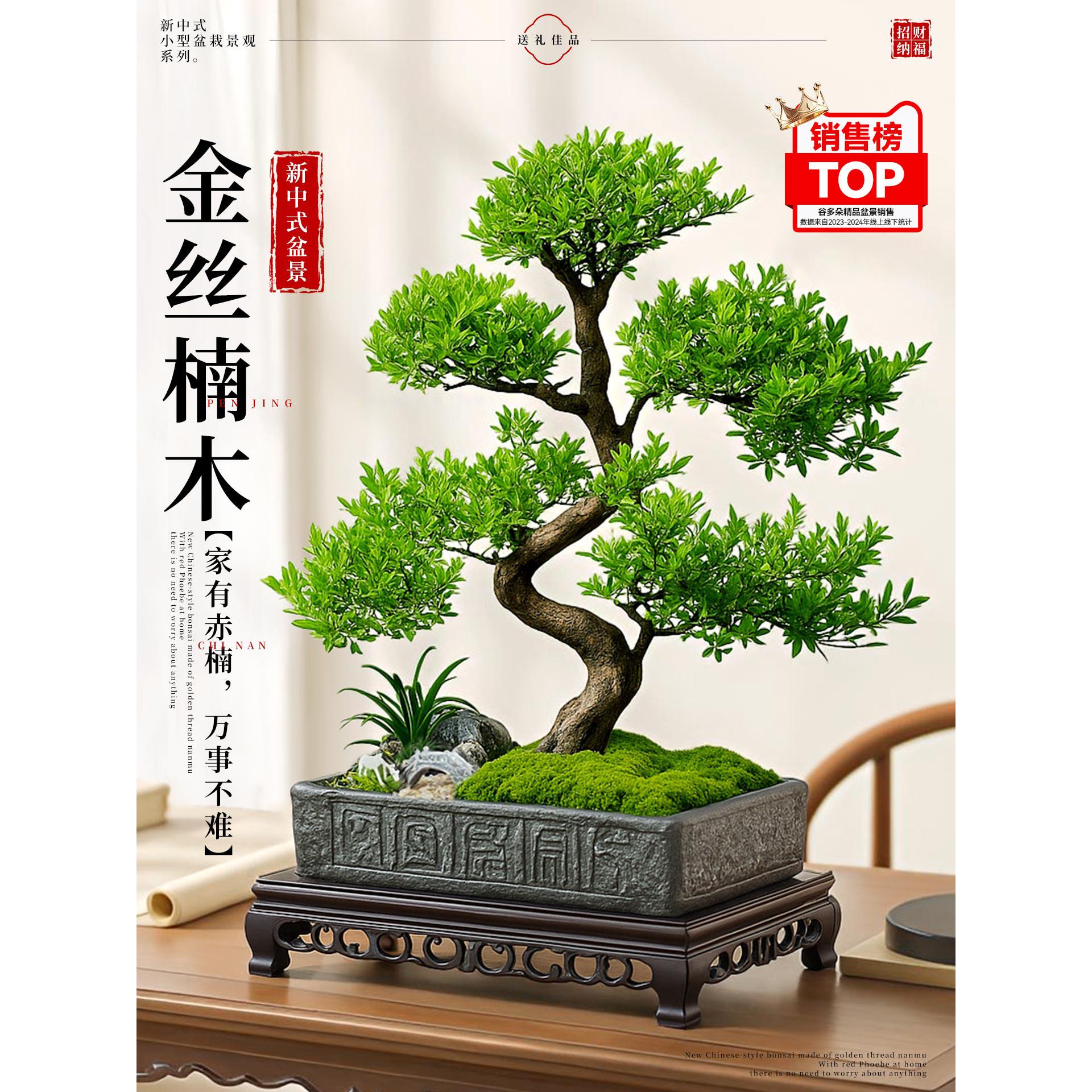 金丝楠木赤楠盆景客厅办桌公室茶面老植桩好养绿内物中式禅意盆栽