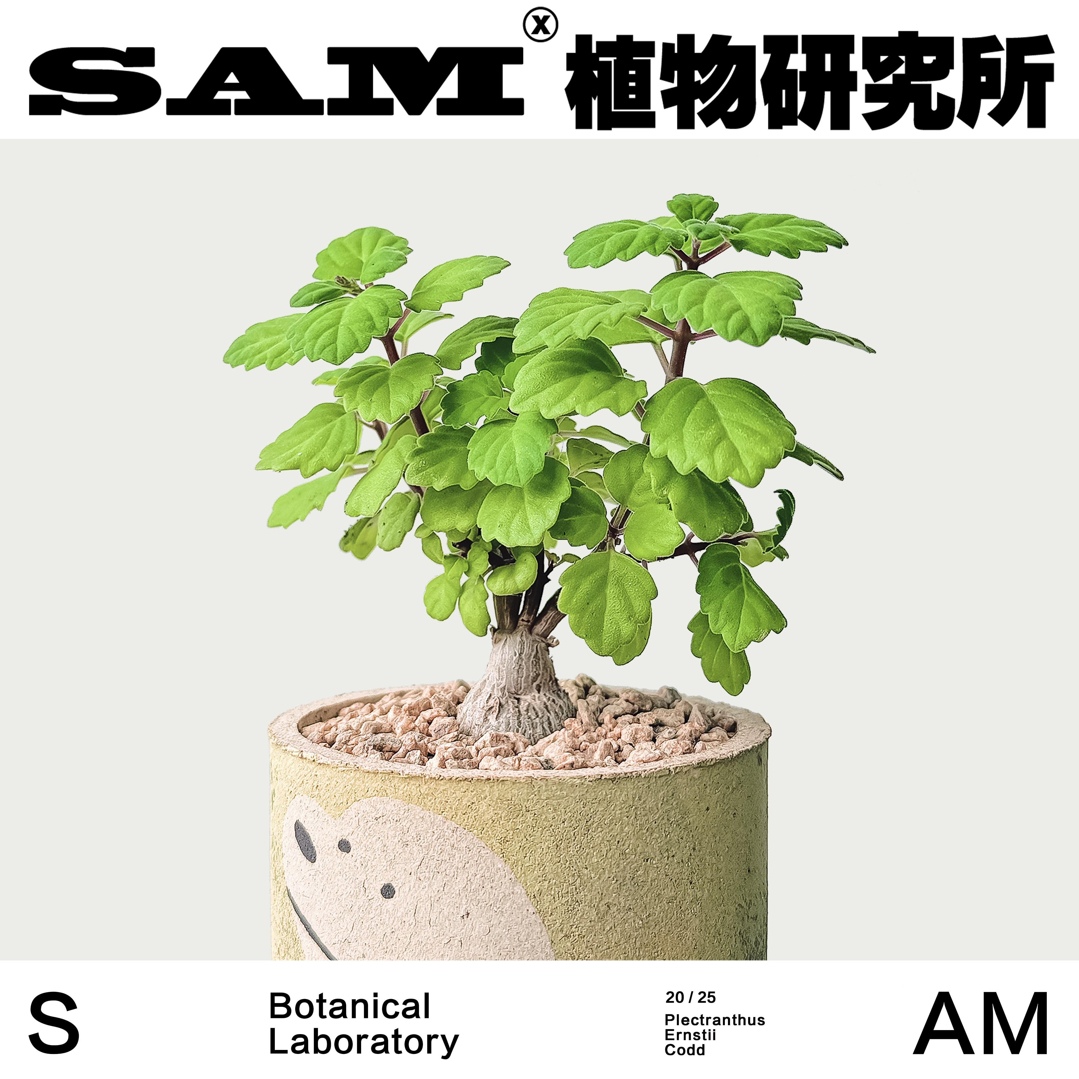 爱氏延草命/芳香植物/NS绿植/I室内小YFX易养护花卉/阳台开花盆栽