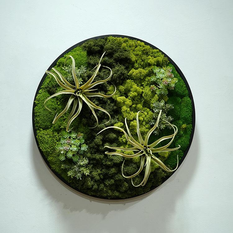 永AEV生苔藓植物壁挂室墙面软发装白样品房走廊内装饰藓框画彷真