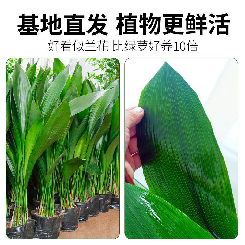 叶兰叶绿植室内一叶兰客厅大型植物盆栽办公室四季好养一大耐寒花