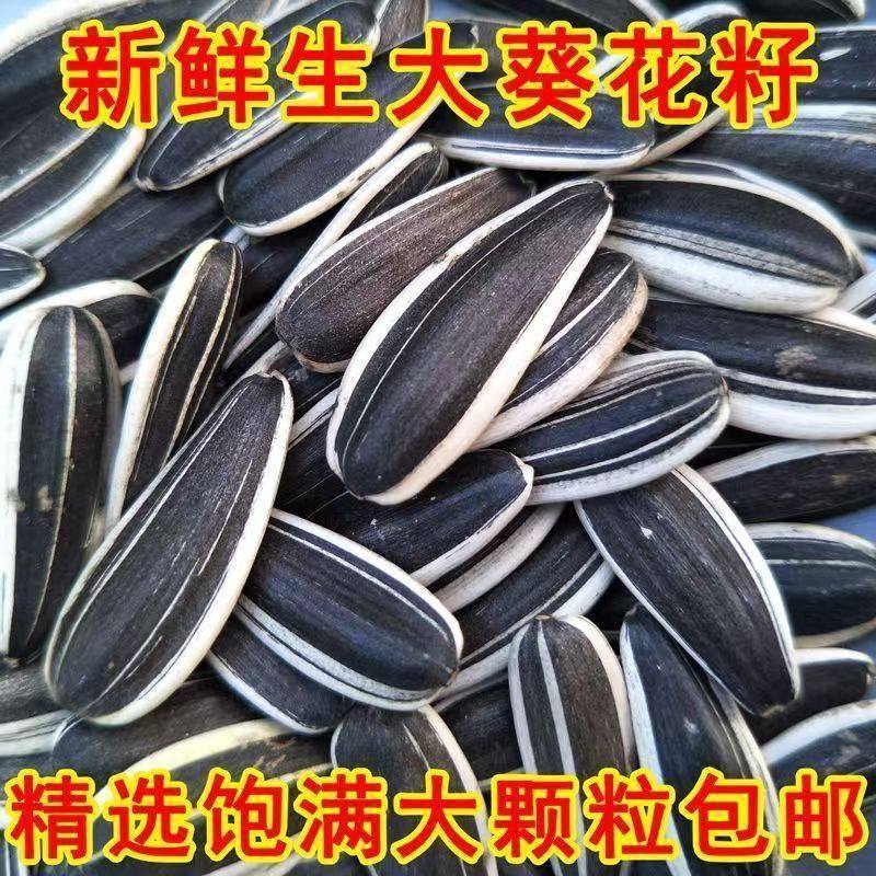新鲜生瓜子大颗粒内蒙古生葵花籽363新货原味葵瓜子五香现炒批发