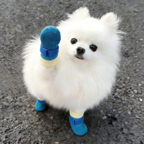 小型犬比熊防水防滑透气软底鞋